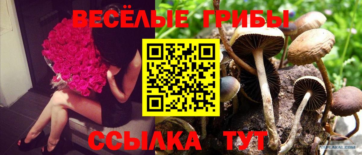 Псилоцибиновые грибы Psilocybe Костомукша